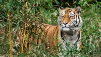 Zagadka Bamboo and tiger
