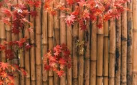 Jigsaw Puzzle Bamboo fence
