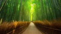 Jigsaw Puzzle Bamboo forest
