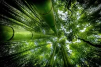 Пазл Бамбуковый лес