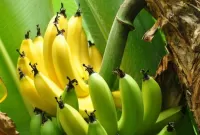 Quebra-cabeça Bananas