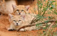 Jigsaw Puzzle dune cats