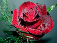 Rompecabezas Velvet rose