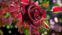 Puzzle Velvet rose