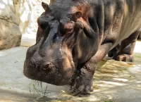 Quebra-cabeça Hippo