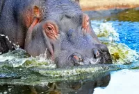 Puzzle Hippo in water