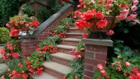 Bulmaca Begonias on the steps
