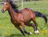 Bulmaca Running horse