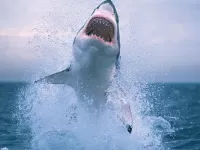 パズル White shark