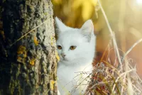 Пазл Белая кошка