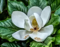 Quebra-cabeça white magnolia