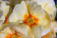 Rompecabezas white primrose