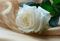 Puzzle White rose