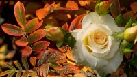 Rompecabezas White Rose