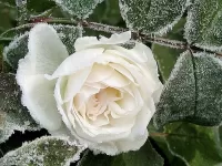 Пазл Белая роза в инее