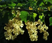 Jigsaw Puzzle White currants