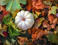 Zagadka white pumpkin