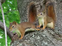 Zagadka Squirrels