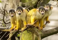 Bulmaca Squirrel monkeys