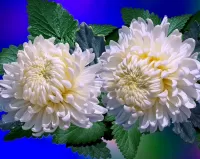 Пазл Белые хризантемы 