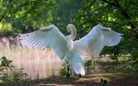 Jigsaw Puzzle White wings