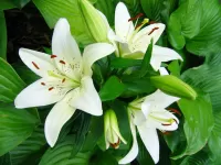 パズル White lilies