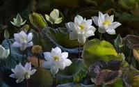 パズル White Lotus