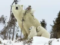 Rompecabezas White bears