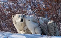 Quebra-cabeça The polar bears