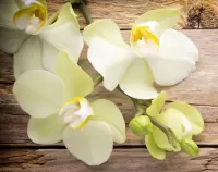 Puzzle White orchids