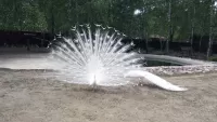 Jigsaw Puzzle White peacocks