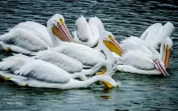 Puzzle White pelicans