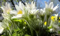 パズル White primroses