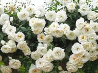 Пазл Белые розы