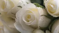 Puzzle White roses