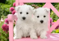 Quebra-cabeça White puppies