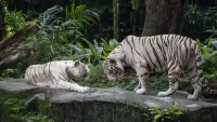 Quebra-cabeça White tigers
