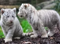 Слагалица White tiger cubs