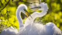 Bulmaca Egrets