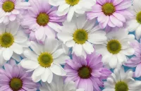 Jigsaw Puzzle White flowers