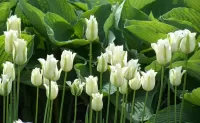 Пазл Белые тюльпаны
