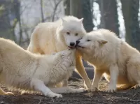 Slagalica White Wolfs