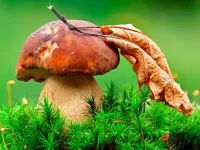 Zagadka white mushroom