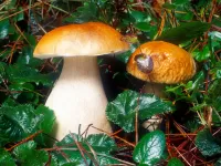 Quebra-cabeça White mushroom