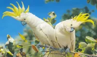 Puzzle White cockatoo