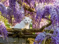 Slagalica White cat