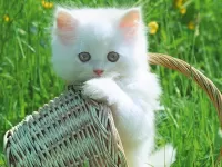 パズル White kitten