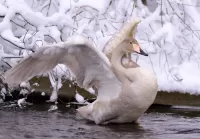 パズル White Swan