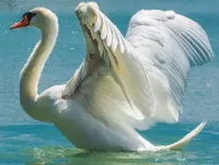 Quebra-cabeça White Swan