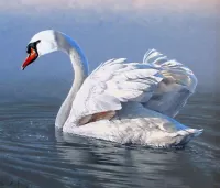 Puzzle White Swan